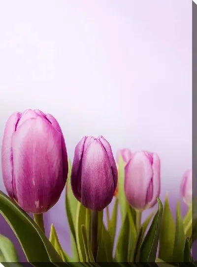 Постер Тюльпаны в ряд
