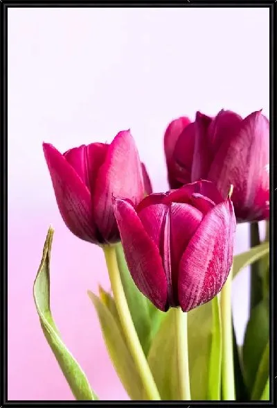 Картина Три тюльпана на светлом фоне