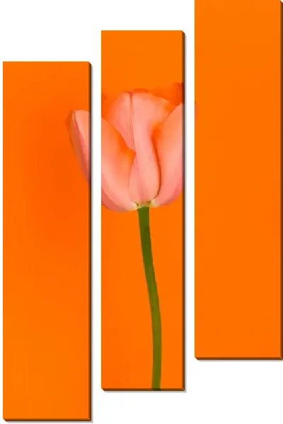 Модульная картина Тюльпан на оранжевом фоне