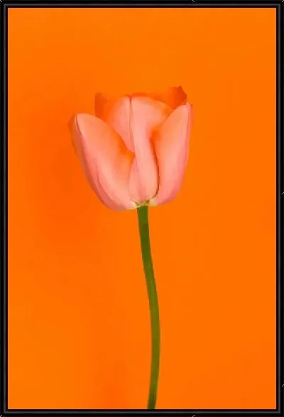 Картина Тюльпан на оранжевом фоне