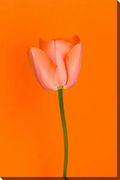Постер Тюльпан на оранжевом фоне