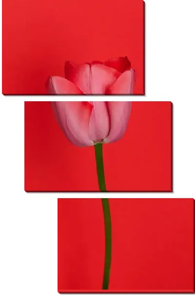 Модульная картина Тюльпан на алом фоне