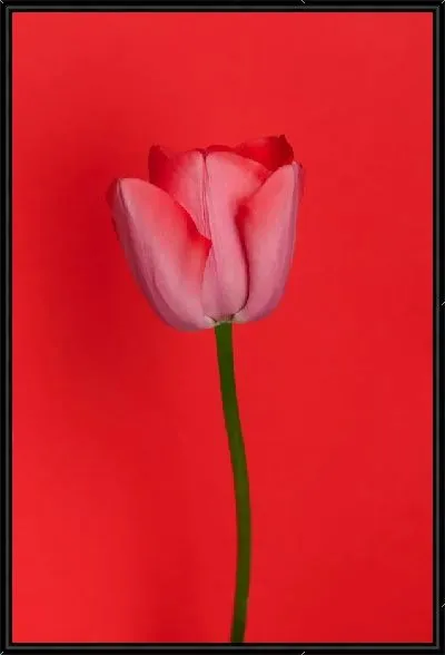 Картина Тюльпан на алом фоне