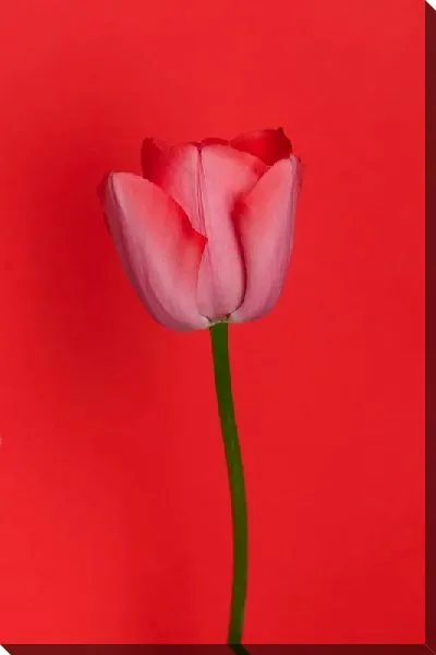 Постер Тюльпан на алом фоне