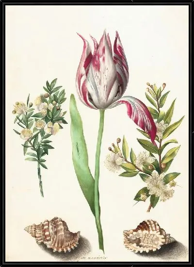 Картина Тюльпан и ракушки