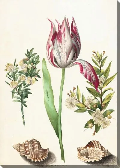 Постер Тюльпан и ракушки
