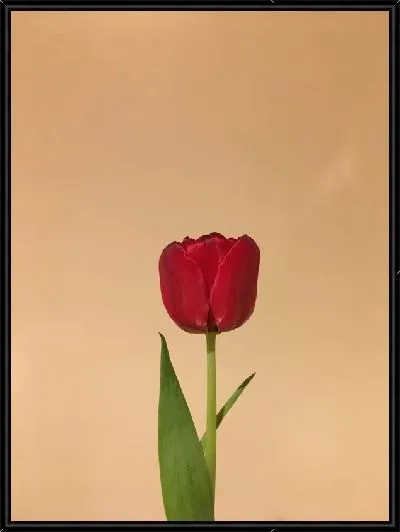 Картина Тюльпан на бежевом фоне