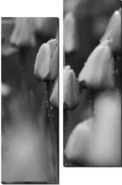 Модульная картина Тюльпаны в ч/б