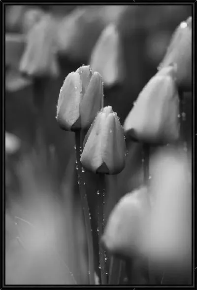 Картина Тюльпаны в ч/б
