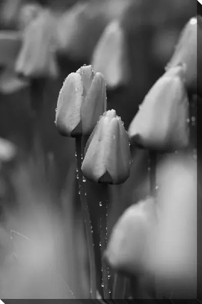 Постер Тюльпаны в ч/б