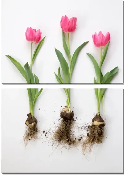 Модульная картина Тюльпаны с луковицами