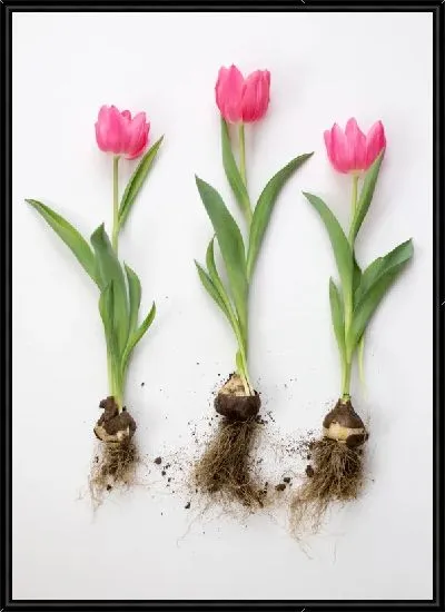 Картина Тюльпаны с луковицами
