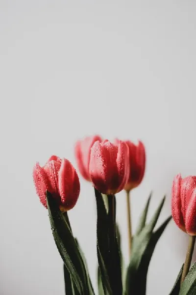 шаблон id 34