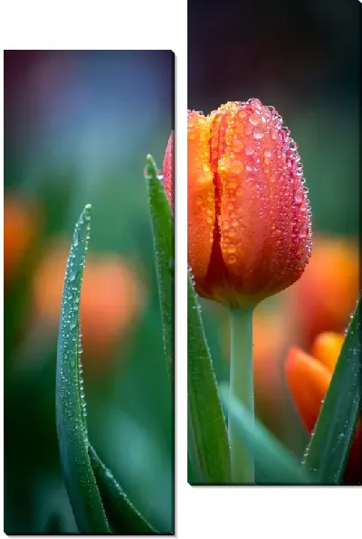 Модульная картина Тюльпан с росой