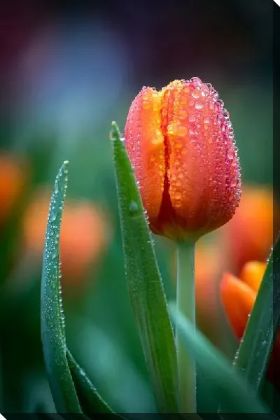 Постер Тюльпан с росой