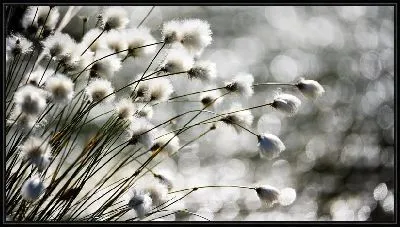 Картина Хлопок в природе