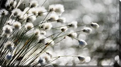 Постер Хлопок в природе