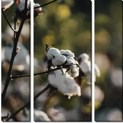 Модульная картина Пушистый хлопок