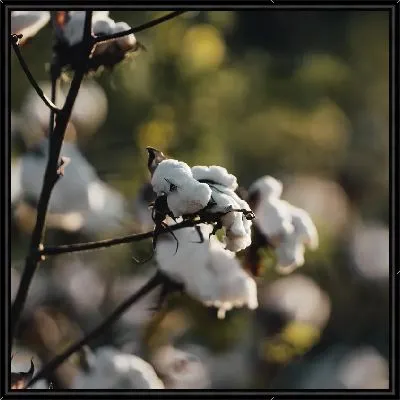 Картина Пушистый хлопок