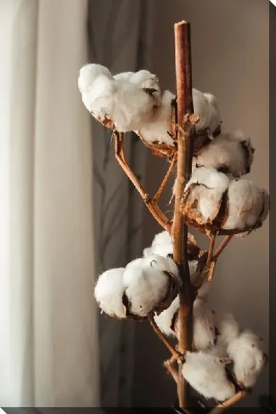 Постер Домашний хлопок