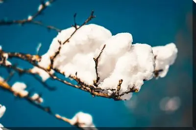 Хлопок в виде облака