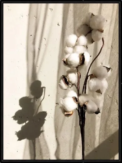 Картина Нежный хлопок