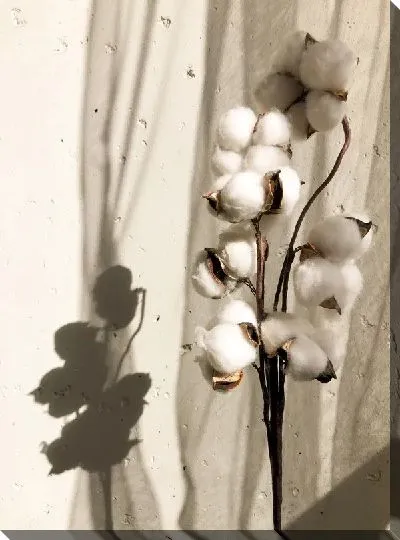 Постер Нежный хлопок