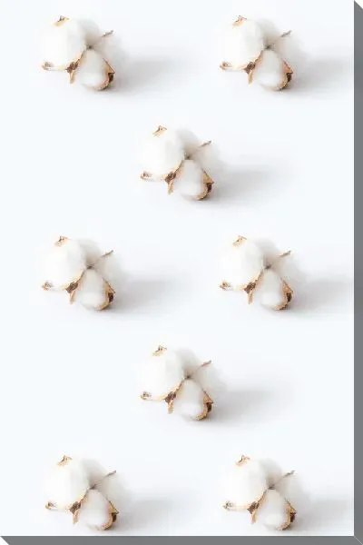 Постер Бутоны хлопка