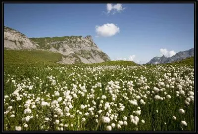 Картина Зеленое поле хлопка