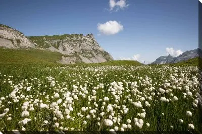 Постер Зеленое поле хлопка