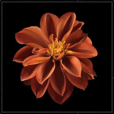 Картина Георгина на черном фоне