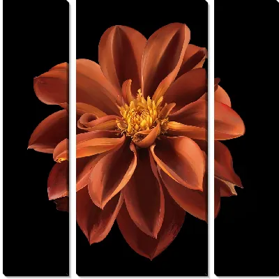 Георгина на черном фоне