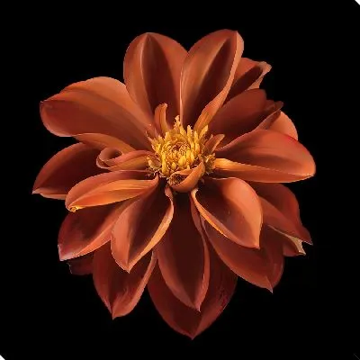 Постер Георгина на черном фоне