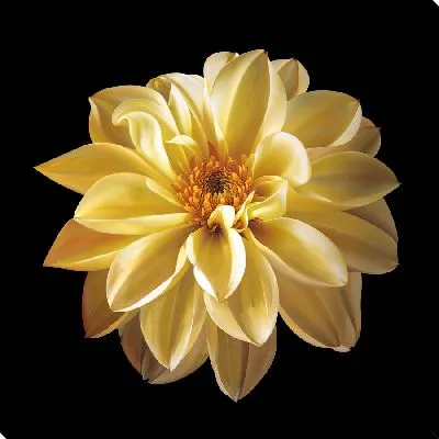 Картина маслом Желтая георгина на темном фоне