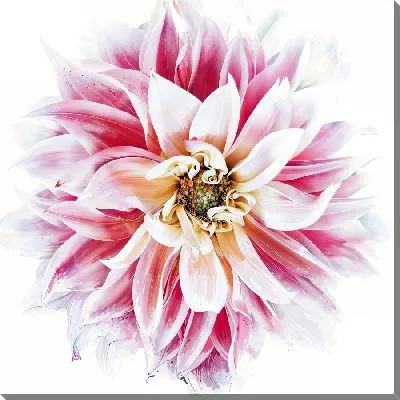 Картина маслом Бело-красная георгина