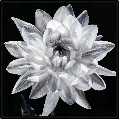 Картина Ч/б георгина №3