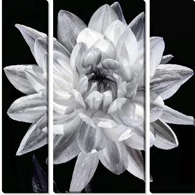 Ч/б георгина №3