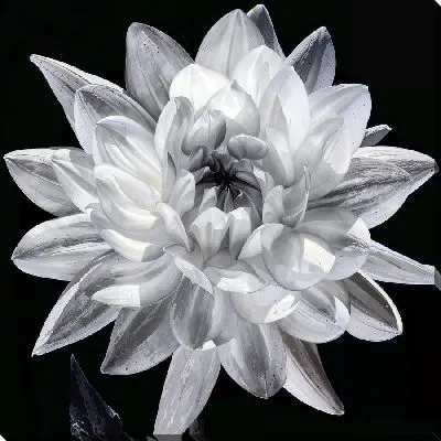 Постер Ч/б георгина №3