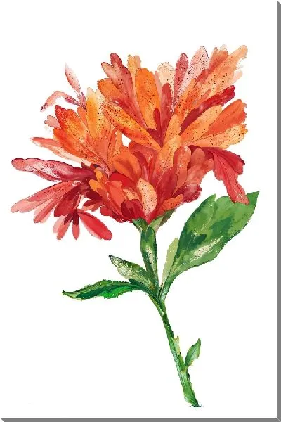 Картина маслом Георгина на белом фоне