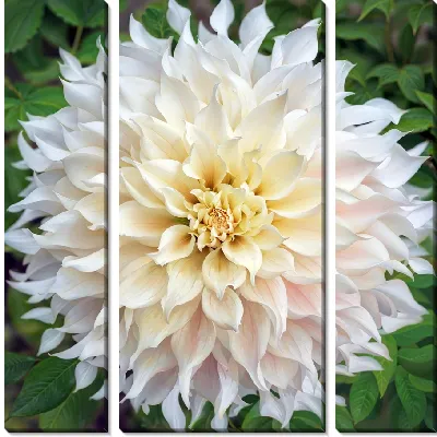 Модульная картина Белая георгина на зеленом фоне