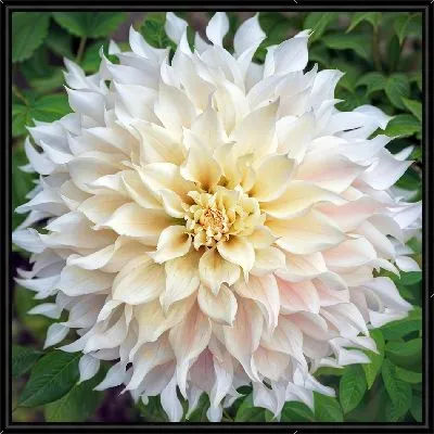 Картина Белая георгина на зеленом фоне