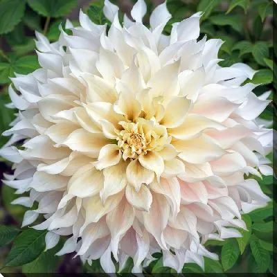 Постер Белая георгина на зеленом фоне