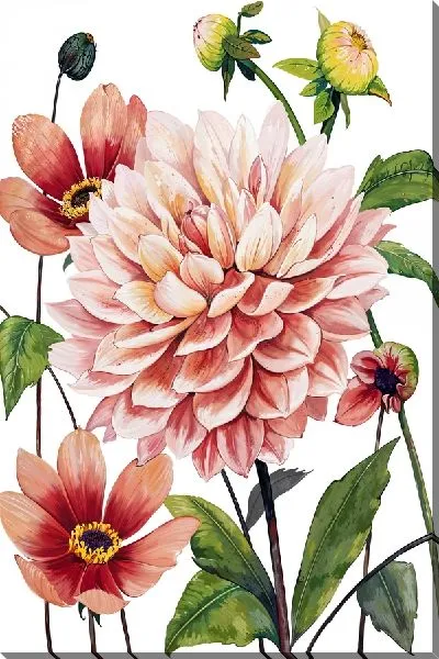 Постер Георгины на белом фоне №2