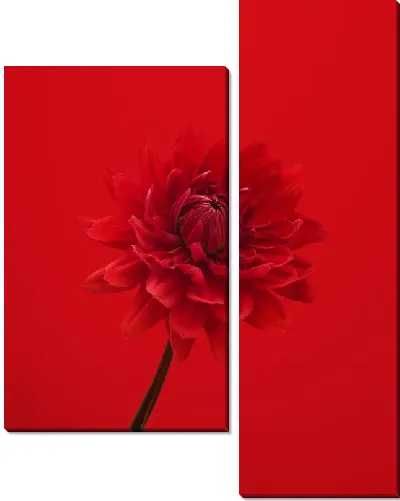 Модульная картина Георгина на красном фоне