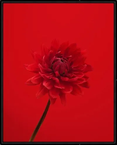 Картина Георгина на красном фоне