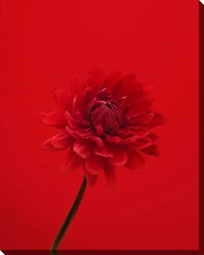 Постер Георгина на красном фоне