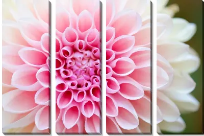 Модульная картина Георгина №33