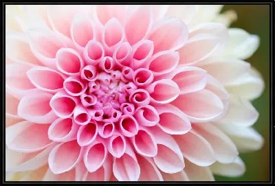 Картина Георгина №33