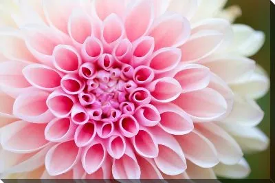 Постер Георгина №33