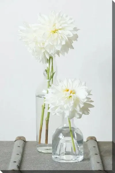 Постер Георгины в вазах